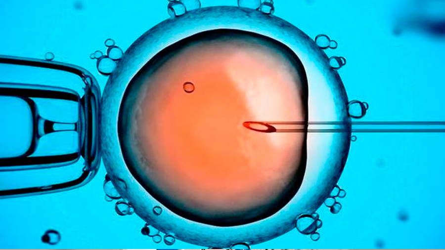 Desarrollan estructuras similares a embriones tempranos con células humanas