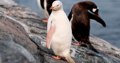 ¿Enfermedad o nueva especie? Captan en video a increíble pingüino de color blanco