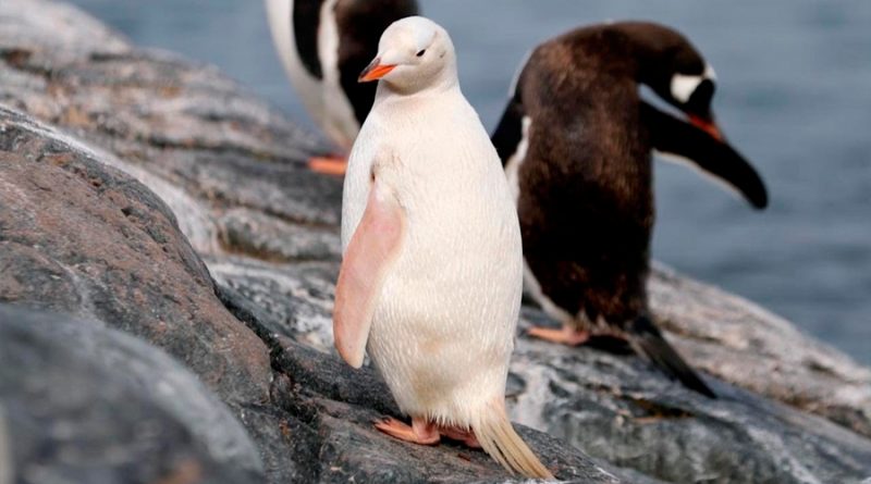 ¿Enfermedad o nueva especie? Captan en video a increíble pingüino de color blanco