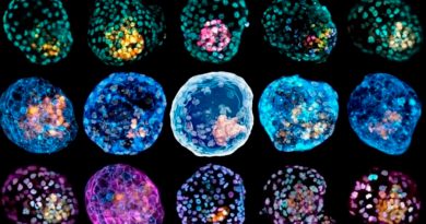 Científicos crean un modelo de un embrión humano temprano a partir de células de la piel