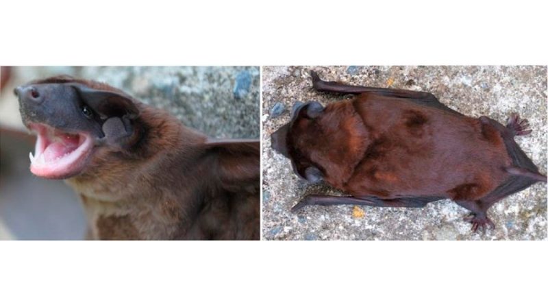 Describen nueva especie de murciélago en los Andes
