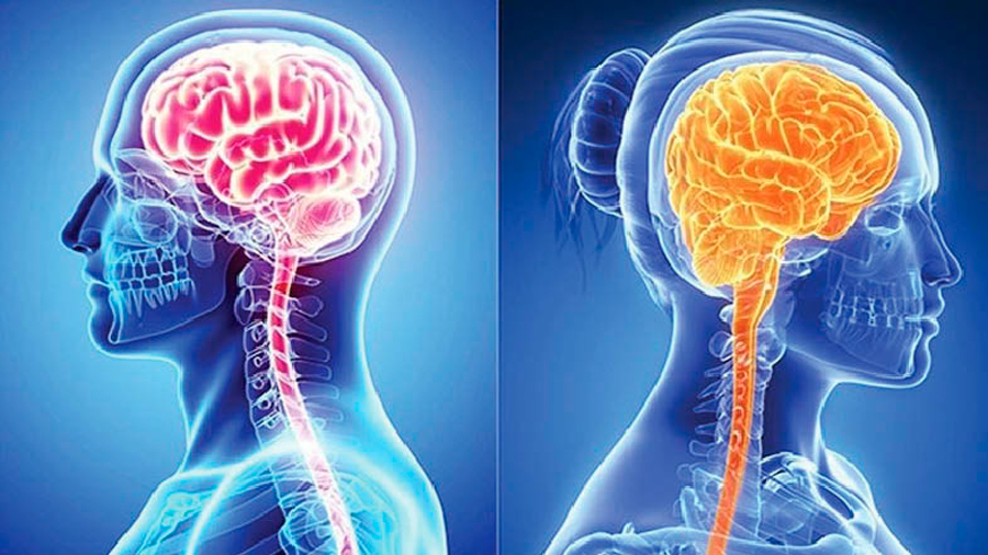 Mujeres y hombres procesan el dolor de forma diferente en el cerebro