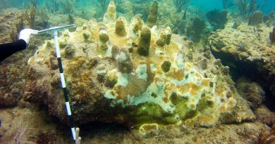 De buzos a científicos voluntarios para proteger los corales