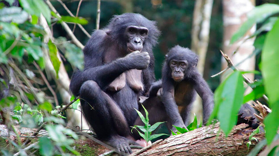 Nunca antes visto: bonobos hembra adoptan bebés de otros grupos