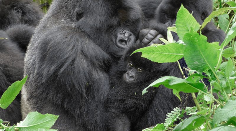 Como los humanos, los gorilas pueden adoptar a bebés huérfanos de su manada