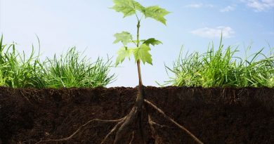Descubren cómo las raíces de las plantas buscan la humedad del suelo