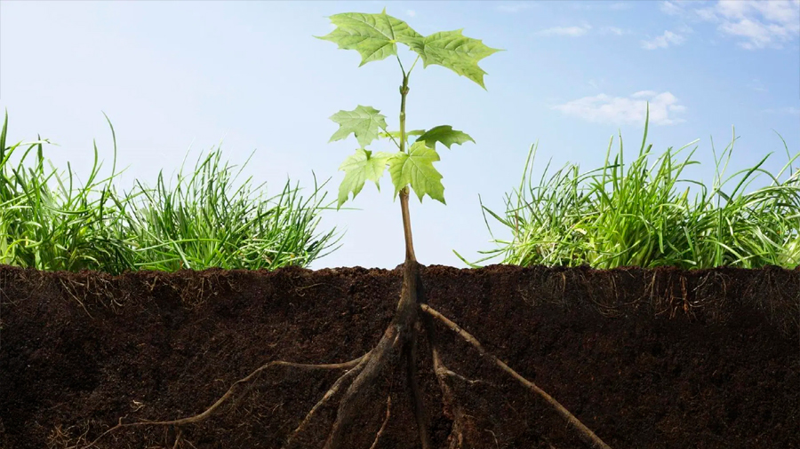 Descubren cómo las raíces de las plantas buscan la humedad del suelo