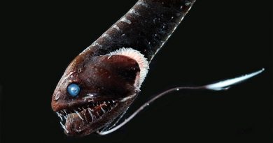 Descubrieron un pez tan aterrador que parece salido del inframundo: puede hacerse invisible