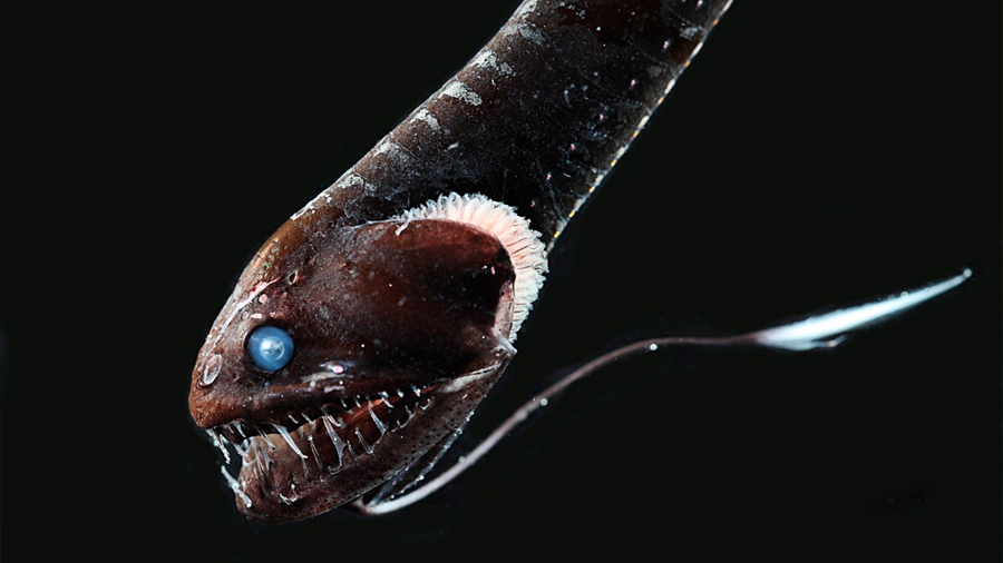 Descubrieron un pez tan aterrador que parece salido del inframundo: puede hacerse invisible