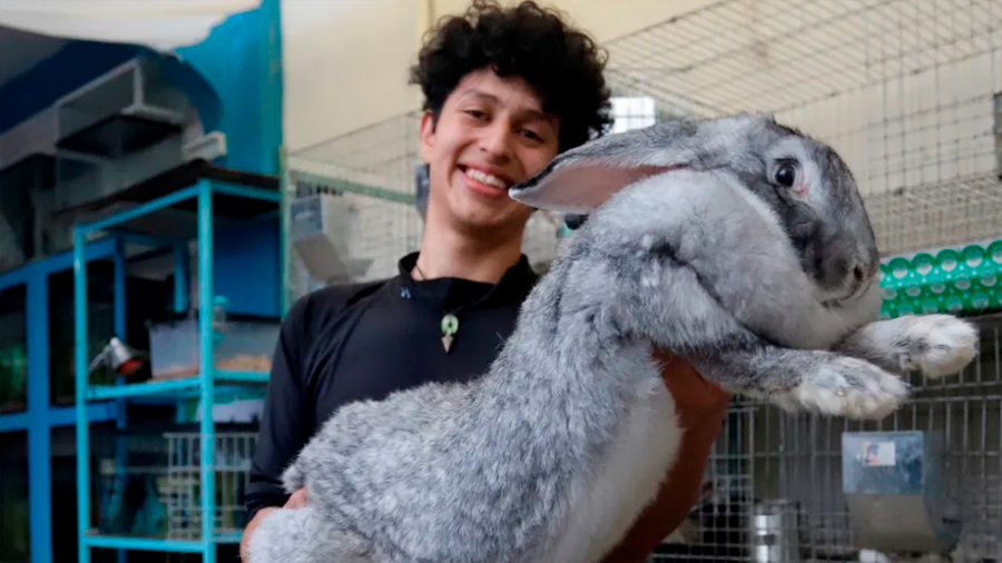 Un estudiante mexicano cría los conejos más grandes del mundo