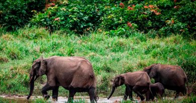 Elefantes de la selva africanos en peligro crítico de extinción
