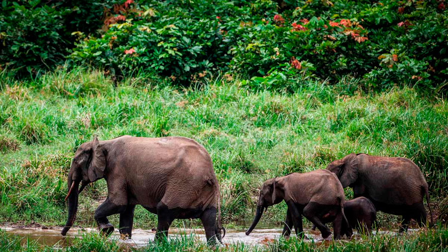 Elefantes de la selva africanos en peligro crítico de extinción