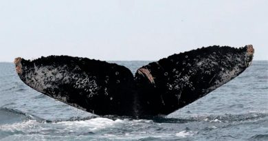 Fotoidentificación: la clave para el cuidado de las ballenas en México