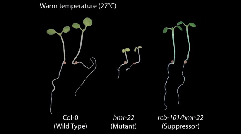 Un gen sensor de calor para crear plantas tolerantes al calentamiento