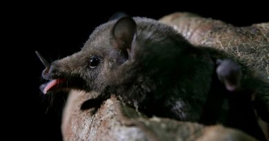 Aparición de murciélagos atrae a científicos en México