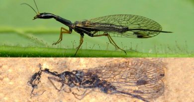 El misterio de la mosca serpiente se ahonda con nuevos fósiles