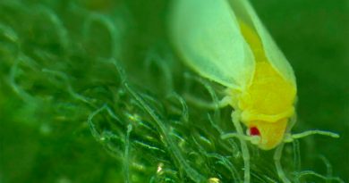 Una mosca blanca es el primer caso conocido de un animal que absorbió el gen de una planta para devorarla mejor