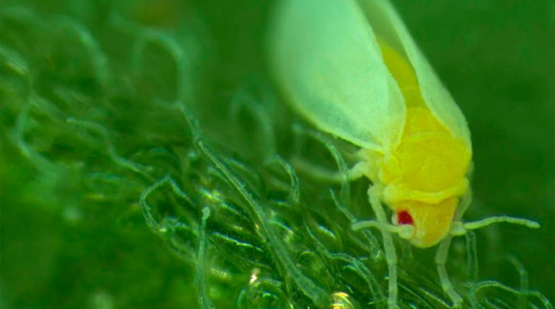 Una mosca blanca es el primer caso conocido de un animal que absorbió el gen de una planta para devorarla mejor