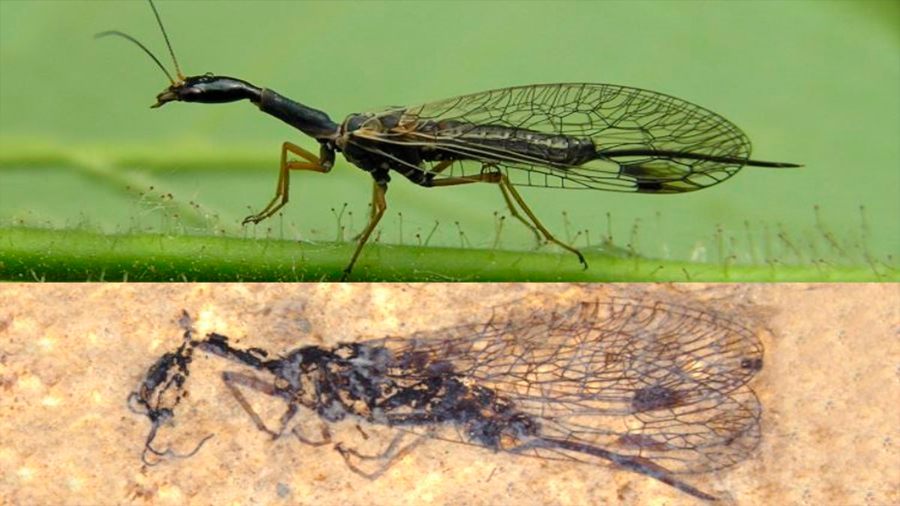 El misterio de la mosca serpiente se ahonda con nuevos fósiles