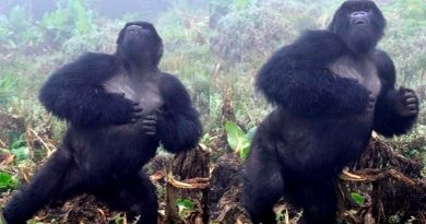 Gorilas de montaña usan los golpes de pecho como tarjeta de visita