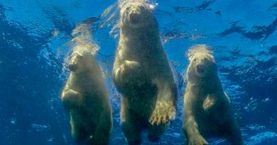 Un fotógrafo logró su "sueño loco" de nadar con osos polares