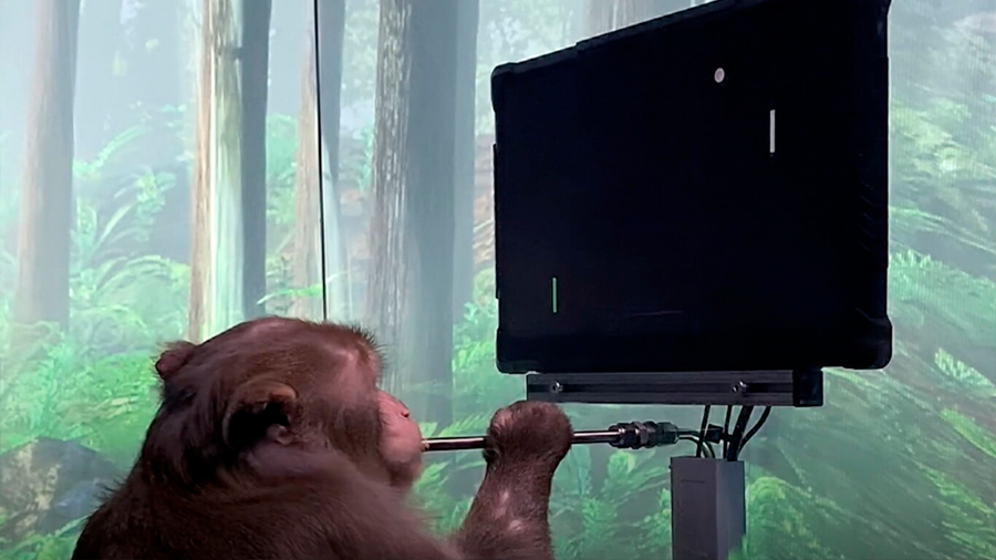 Un mono juega al pong con su mente con el Neuralink de Elon Musk