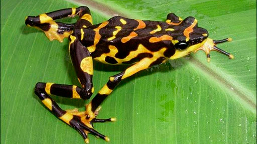 Hallan nueva especie de rana arlequín en la selva entre Panamá y Colombia
