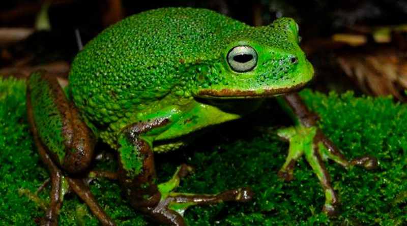 Amazonas: Nueva especie de rana marsupial para la ciencia es descubierta en el Santuario Nacional Cordillera Colán