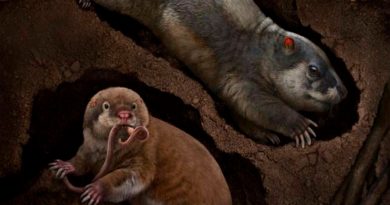 Hallan fósiles de dos nuevas especies de animales excavadores de 120 millones de años