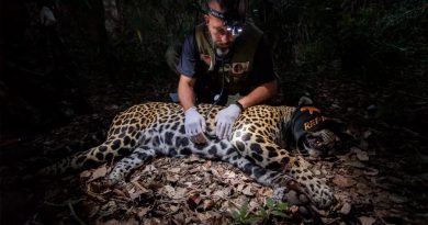 Brasil: científicos recolectan semen de jaguares en el Pantanal para salvar a poblaciones aisladas