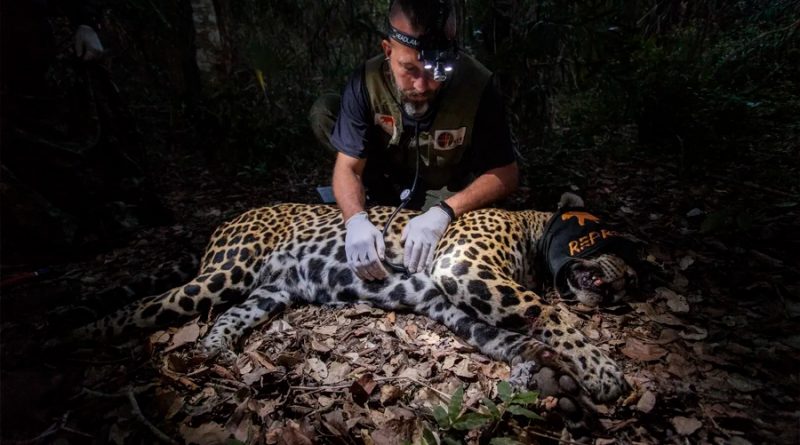 Brasil: científicos recolectan semen de jaguares en el Pantanal para salvar a poblaciones aisladas