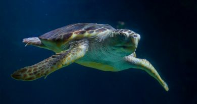 Descubren cómo las tortugas logran atravesar las gélidas aguas del Pacífico en una migración de 14,500 kms