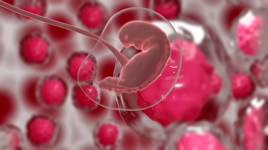 Científicos obtienen embriones de ratón desarrollados 100% fuera del útero