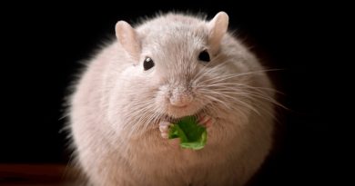 Un fármaco ya en uso en humanos corrige la obesidad en ratones sin efectos secundarios