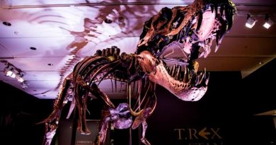 ¿Cuántos Tiranosaurios rex hubo? Unos 2 mil 500 millones