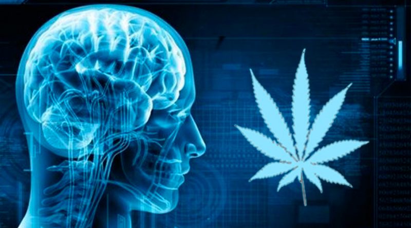 Científico mexicano descubre que sustancia del cannabis puede ayudar a tratar el Parkinson