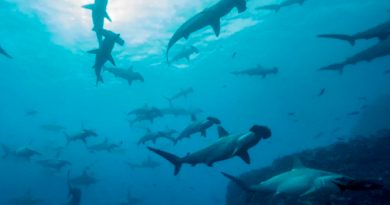 Travesía de un tiburón martillo, de Galápagos a Cocos a 50 kilómetros por día