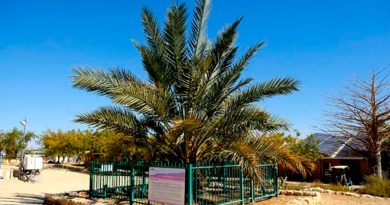 Resucitan una palmera extinta gracias a unas semillas de hace 2,000 años