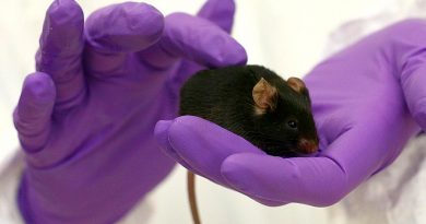 Proponen una alternativa a los ratones para ensayos de toxicidad