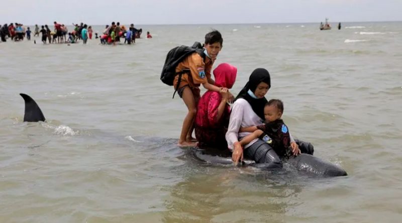 Mueren 42 ballenas tras quedar varadas en isla de Indonesia