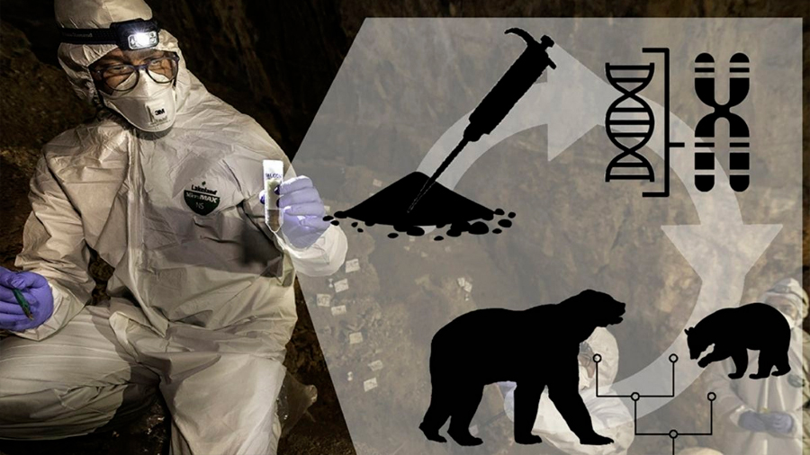 Genoma de oso de la Edad de Piedra reconstruido con ADN del suelo
