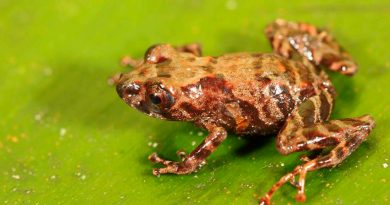 Perú descubre nueva variedad de rana Pristimantis