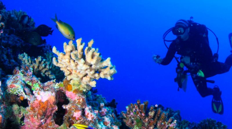 ¿Cómo sobreviven los corales de aguas profundas, sin apenas luz?