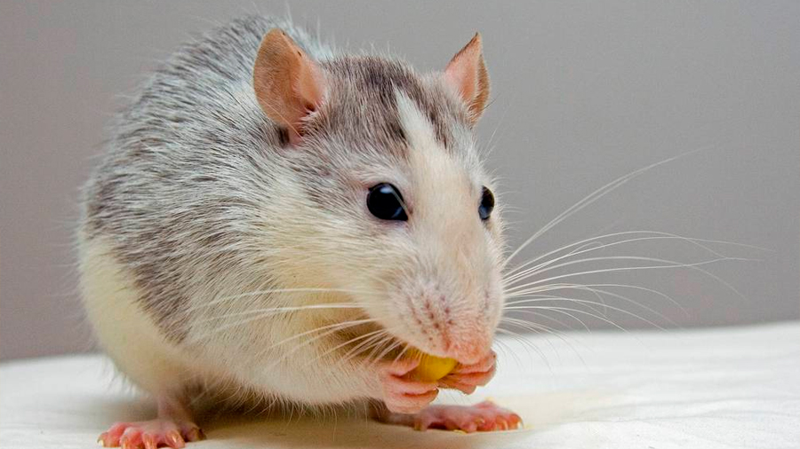 Desarrollan un fármaco que revierte los síntomas del alzheimer en ratones