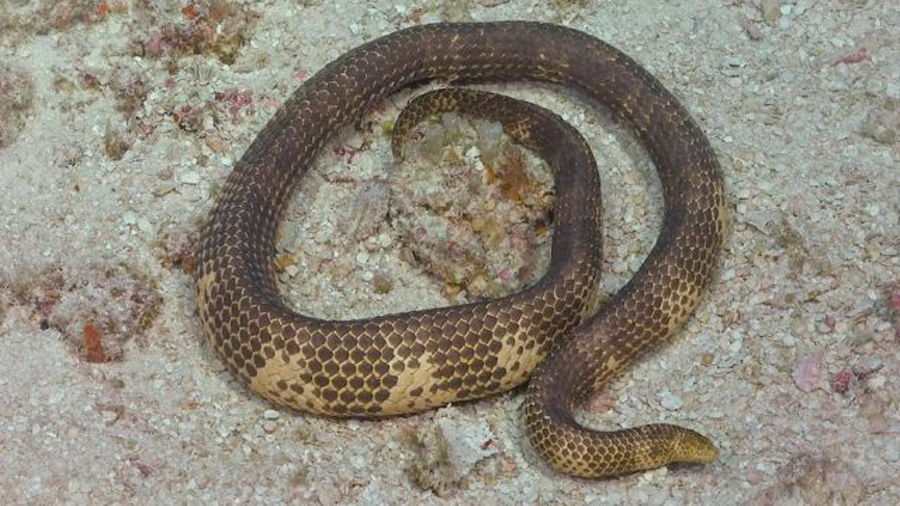 Reaparece serpiente marina después de 20 años de creerla extinta