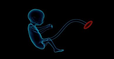 Crean embriones de ratón sintéticos y recrean en laboratorio las primeras etapas de la vida