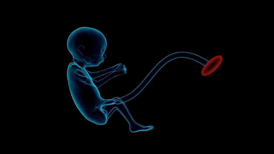 Crean embriones de ratón sintéticos y recrean en laboratorio las primeras etapas de la vida