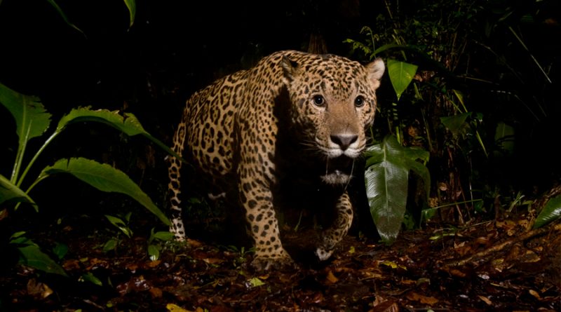 Identifican hábitats potenciales de jaguares en la frontera México-Estados Unidos