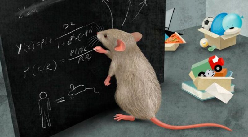 Los ratones dominan la abstracción y el pensamiento complejo