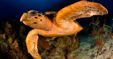 Nacen tortugas rojas en el Caribe mexicano; estudian relación con el sargazo